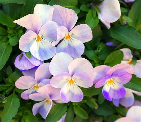 pictures of pansies|1,000+ Free Pansy & Nature Images .